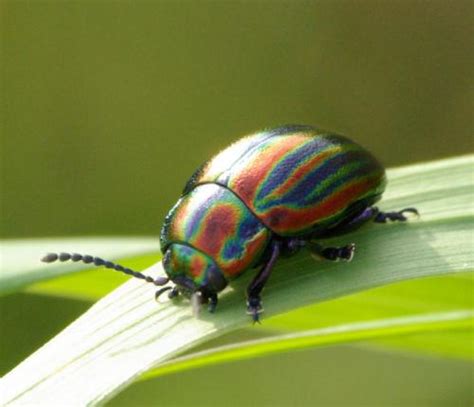 Chrysolina Cerealis Photo Michel Ehrhardt Galerie