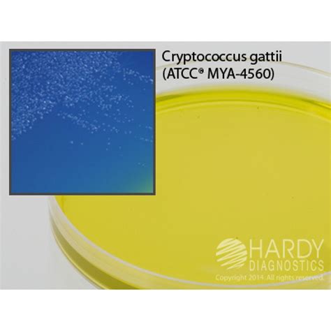 Hardy Diagnostic G113 Dry Culture Media Cgb Agar Plate 90 Day Shelf