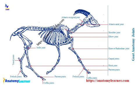 Goat Anatomy External And Internal Anatomical Features With Labeled