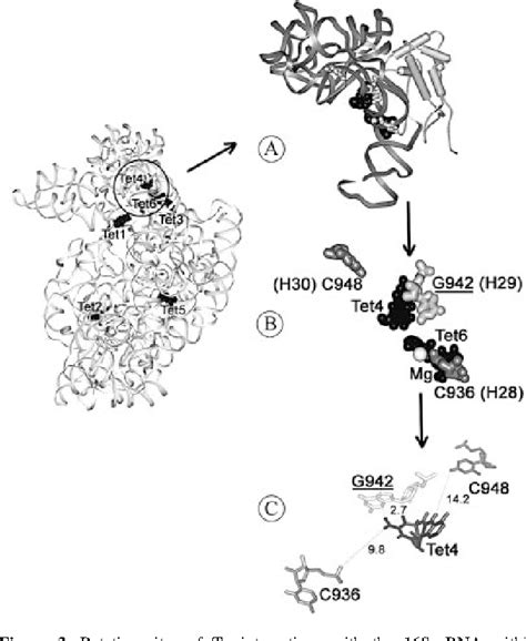 Figure 3 From Mapping Of The Second Tetracycline Binding Site On The