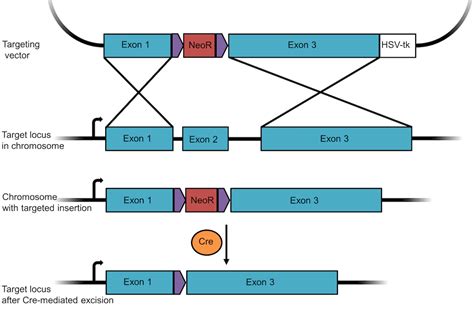 Plasmids 101 Knockout Knock In Plasmids