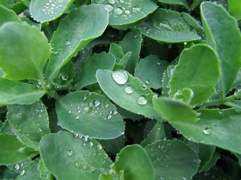 Banco De Imagens Natureza Plantar Folha Flor Verde Erva