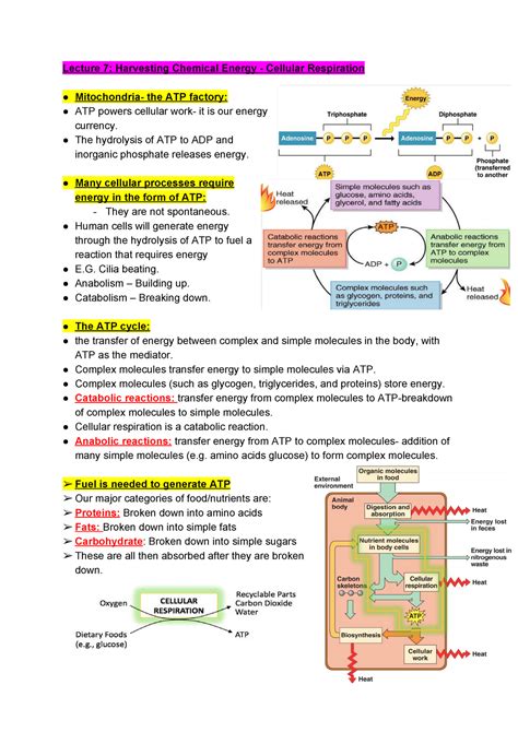 Biosci 107 CSF Lecture 7 Lecture 7 Harvesting Chemical Energy