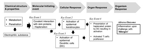 Overview Of Adverse Outcome Pathway Aop For Skin Sensitization