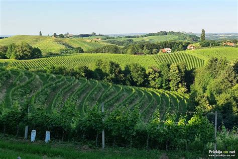 Skoraj 4 milijone evrov za prestrukturiranje in preusmeritev vinogradov ...