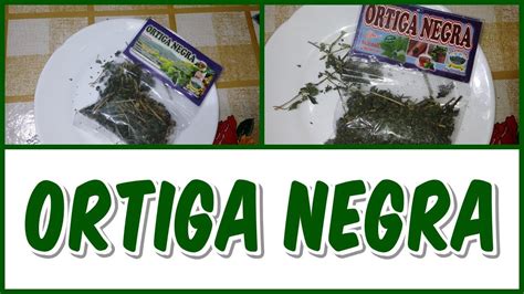 PROPIEDADES DE LA ORTIGA NEGRA YouTube