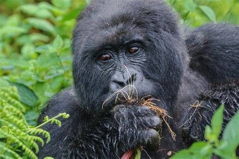 Days Uganda Gorilla Trekking And Habituation Experience Kenya Coast