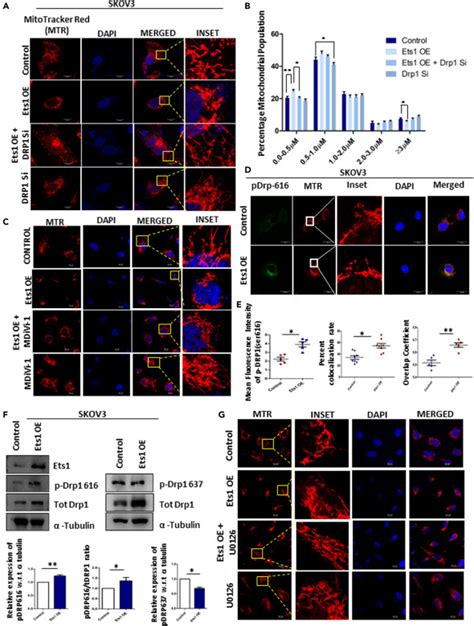 Ets Facilitates Emt Invasion Through Drp Mediated Mitochondrial