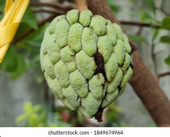 Atis Fruit On Tree Stock Photo 1849674964 | Shutterstock