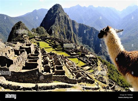 A Resident Alpaca At Machu Picchuperu Stock Photo Alamy