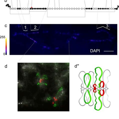 Alignment Of Interphase Genome A B Compartments Along Chicken