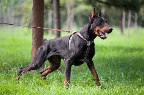 How Big Doberman Get