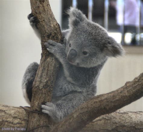 コアラ In 埼玉こども動物自然公園 Pacapys