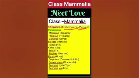 NCERT Example |Class Mammalia | Class mammalia class 11 | Class ...