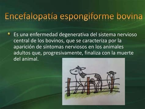 Enfermedad De Las Vacas Locas Encefalopat A Espongiforme Bovina Ppt