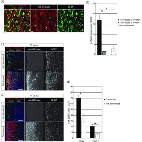 Generation And Transformation Of Human Cerebral Organoids Using The