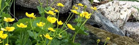 Plants for a Shady Pond | Twin Cities, Minneapolis, St Paul | Minnesota ...