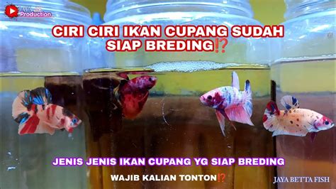 Ciri Ciri Ikan Cupang Sudah Siap Breding Dan Memelih Indukan Yg Bagus