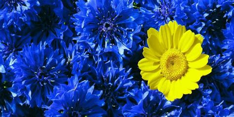 Babies With Down Syndrome Are Like A Yellow Flower In Blue Bouquets