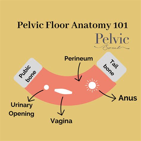 What Is The Pelvic Floor Pelvic Soul Pelvic Therapy And Sex Counseling