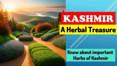 Kashmir The Herbal Treasure Medicinal Plants Of Kashmir Part