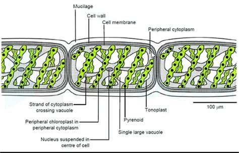 Spirogyra Conjugation Diagram