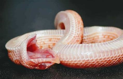 The Ultimate (FREE!) Hognose Snake Care Guide | ReptiFiles