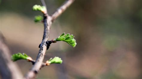 Wallpaper X Px Depth Field Macro Nature Of X