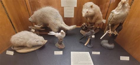 Shauns Milk Carton Collection At The Melbourne Museum R