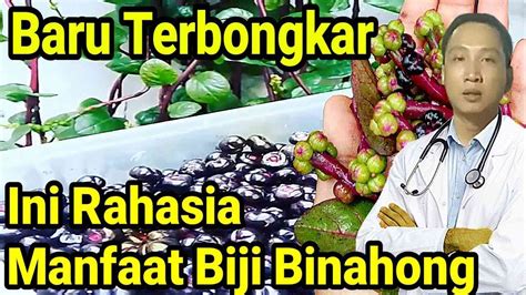 Mengulas Rahasia Khasiat Biji Binahong Yang Kaya Akan Manfaat YouTube