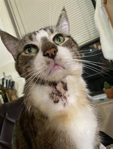 Help My Cat Has Some Short Of Dermatitis Where The Scab Just Keeps