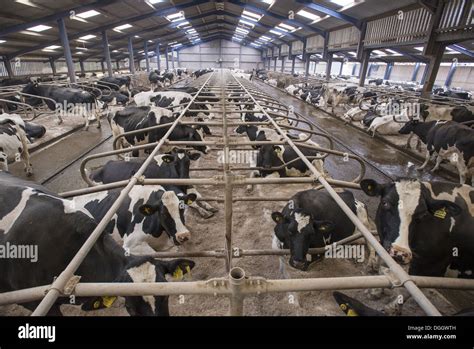 Dairy Farming Holstein Cows In Cubicle House With Rubber Mattresses