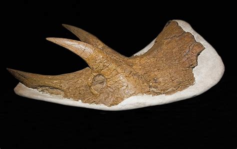 Skull Of A Young Adult Triceratops Photograph By Millard H Sharp Pixels