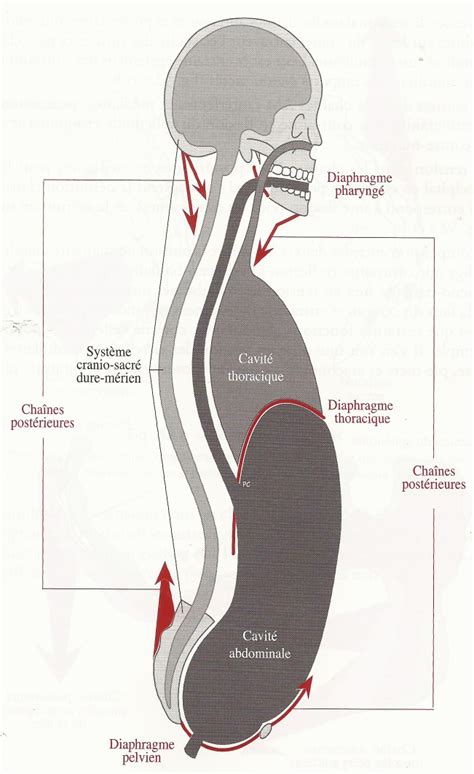 Images P Dagogiques Ent Formation Passeureuses De Chant