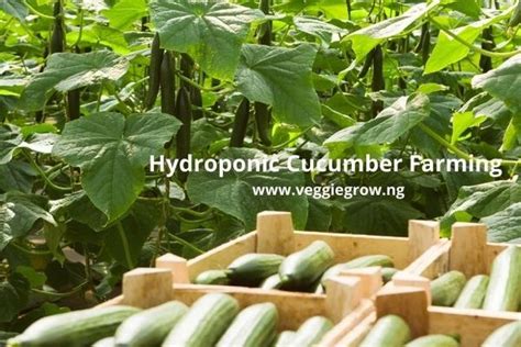 Cucumber Farming Make N3 Million In 3 Months In Nigeria Veggie Grow