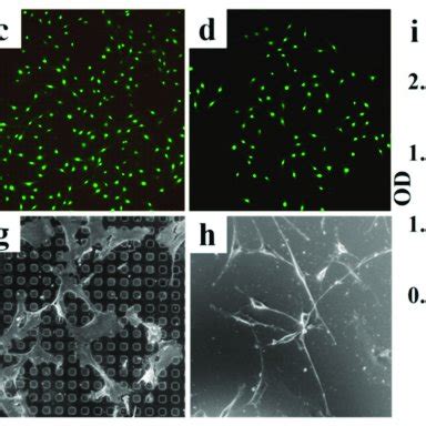 A D Fluorescence Images Of Mc T E Cells Cultured On Different