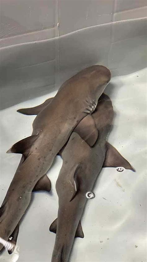 Naissance De 3 Requins à Pointes Blanches Océanopolis