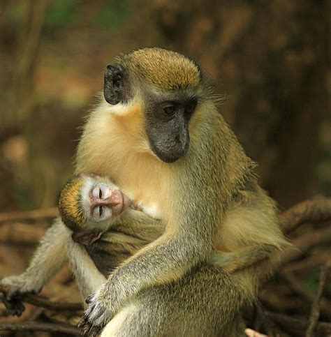 Monkey Mother With Baby Photograph by Andrea Urlass - Pixels