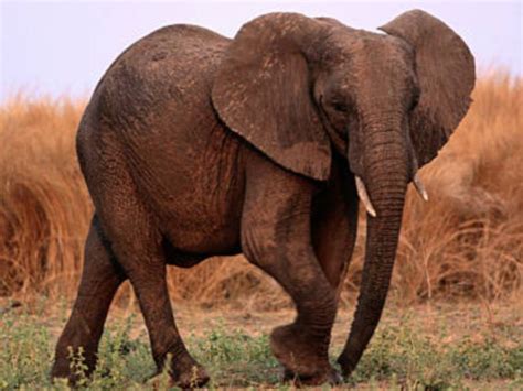 Elephant, Majestic Creature of the Animal Kingdom