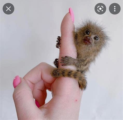 Meet Finger Monkey The Smallest Monkeys In The World Archaeology 24