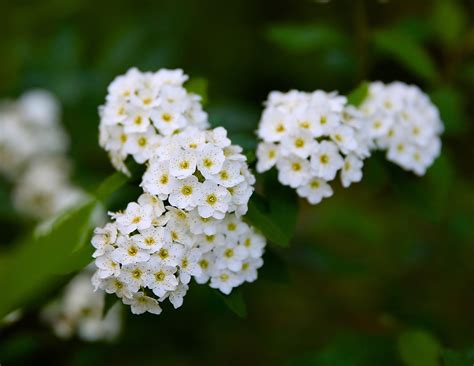 Sweet Southern Days: Bridal Wreath Spirea