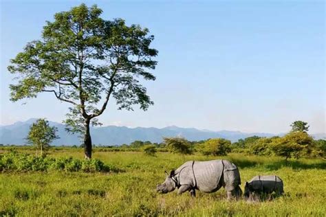 Manas Nameri Kaziranga Tour Assam Wildlife Tour Package