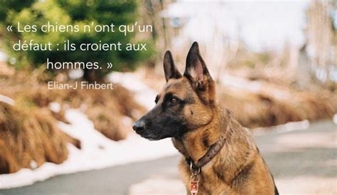 T Shirt Citation chiens ami que moi mon chien La Chère était CHIENS