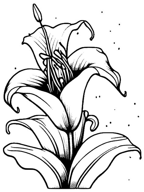 Beautiful Lillies Coloring Page · Creative Fabrica