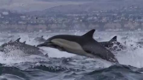 Once In A Lifetime Video Captures Mesmerizing Dolphin Stampede Off