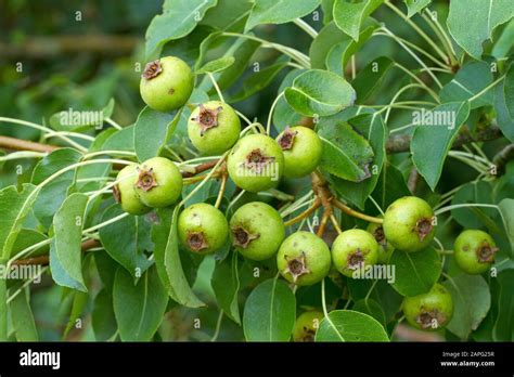 Wild Pear Pyrus Pyraster Syn Pyrus Communis Subsp Pyraster Stock