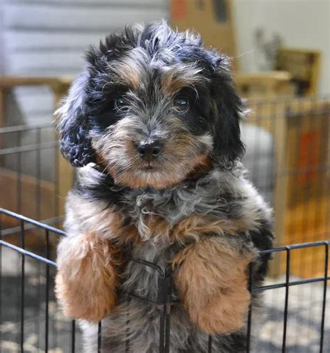 Blue Merle Aussiedoodle A Comprehensive Guide