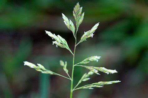 Bare Ground Microhabitat - Plants