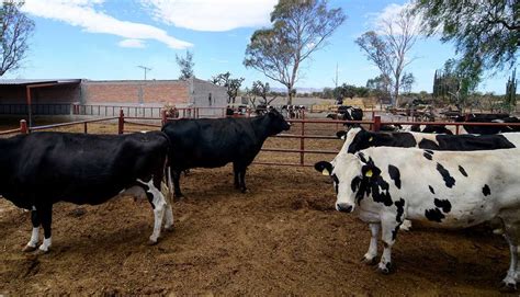 Gobierno De Jalisco Se Solidariza Con Los Productores Lecheros Del