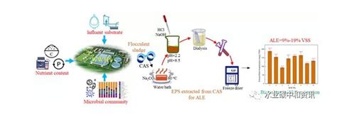 研究速递 活性污泥类藻酸盐物质回收：潜力、性质及限制因素